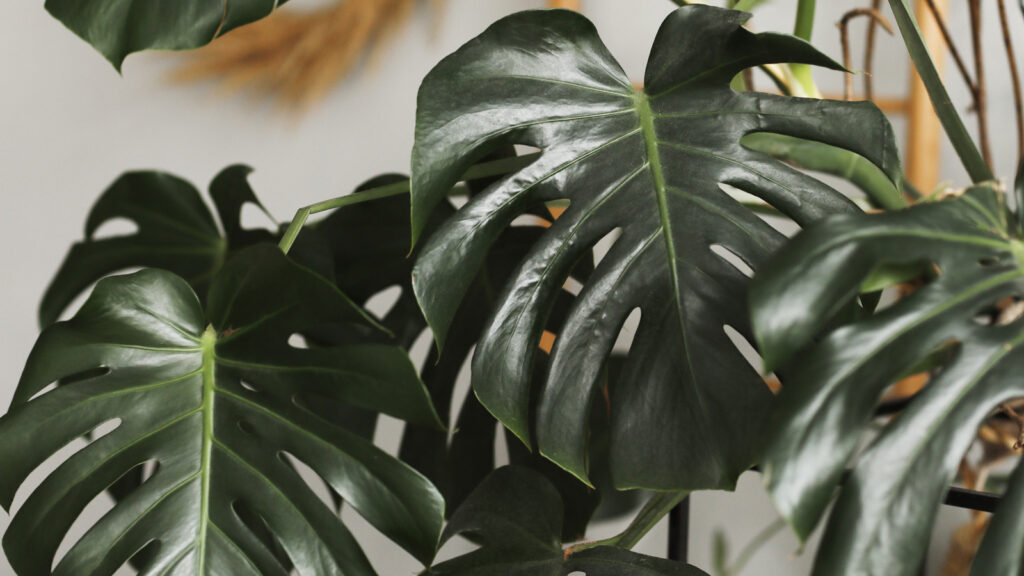 Big green leaf for flower arrangement. Monstera leaf. Popular choice of florist using exotic jungle plant leaf. green leaves. selective focus