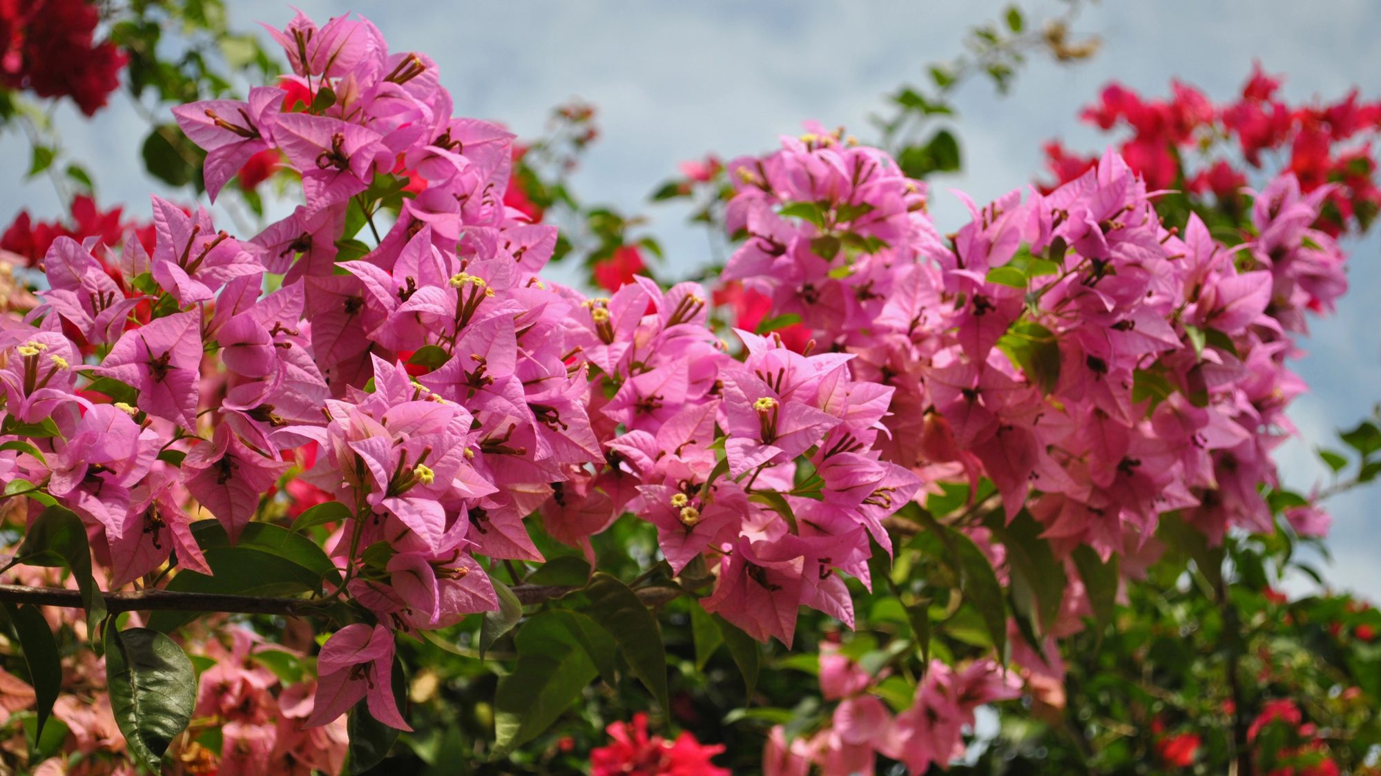 Bougainvillea