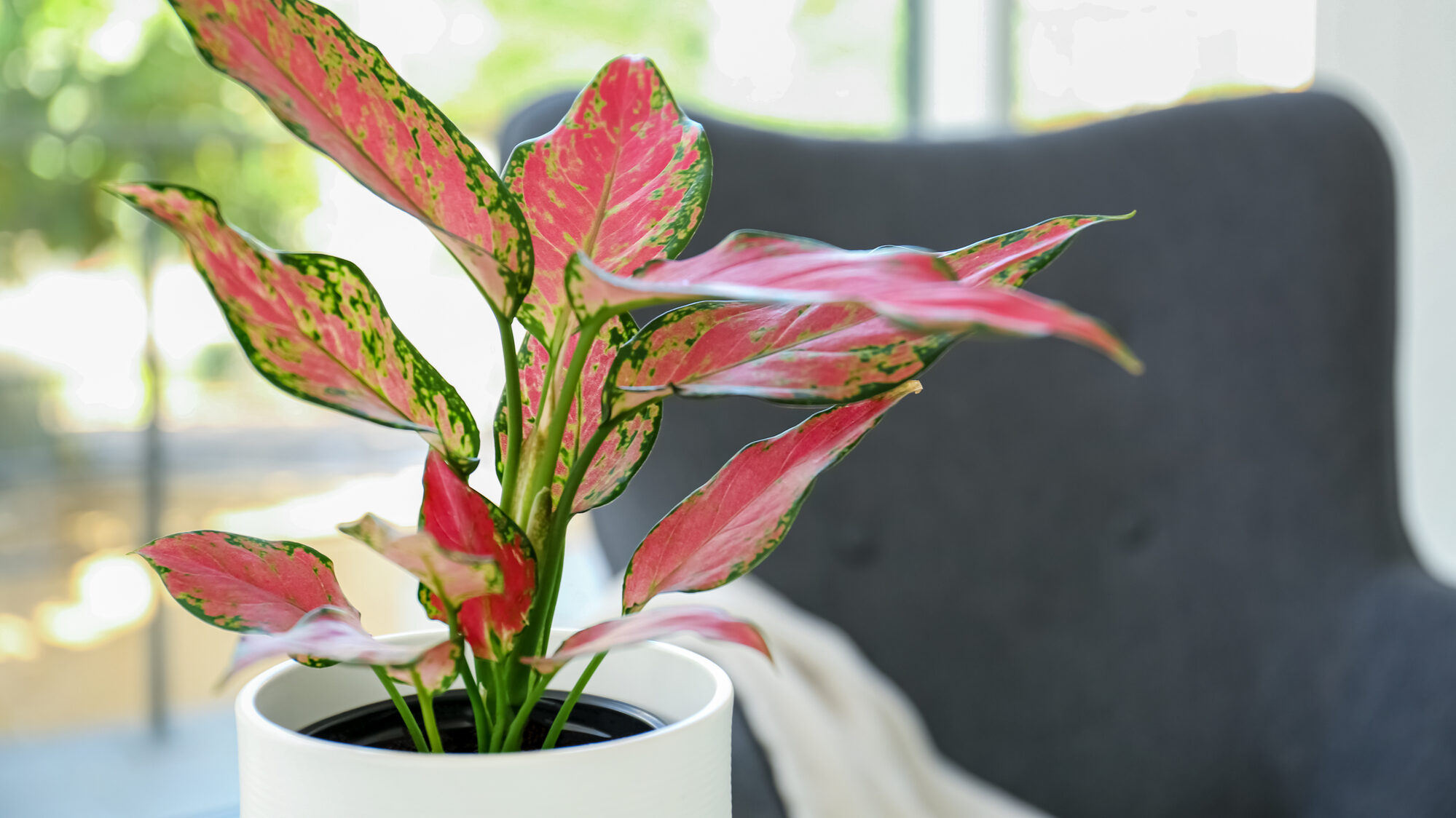 Beautiful houseplant in room, Aglaonema