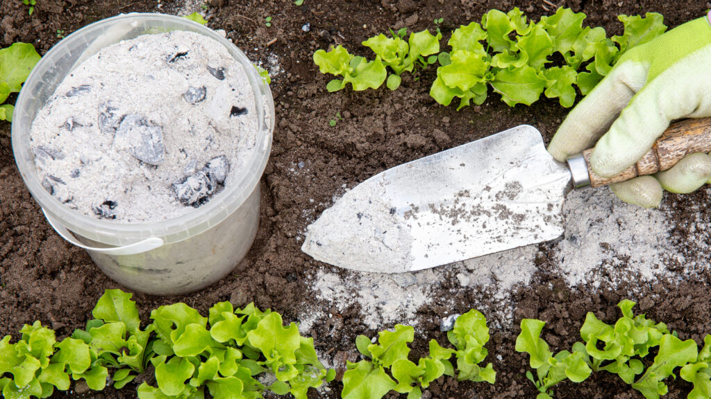 wood ash in soil planting