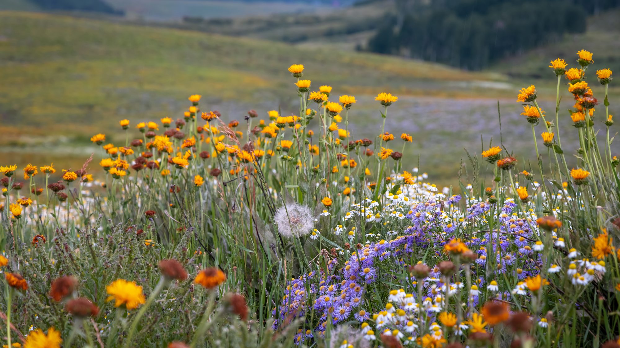 Beautiful wildflower meadow in Crested Butte, Colorado during Summer time