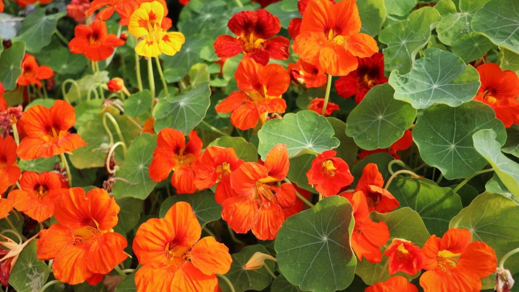 Garden nasturtium flowers in the garden in spring.