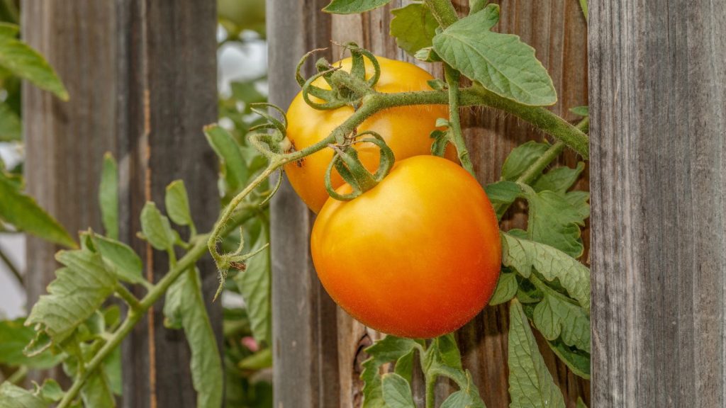 tomato near fence