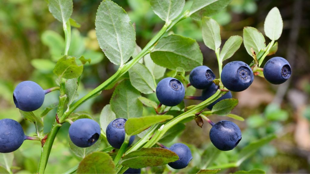 blueberry bushes