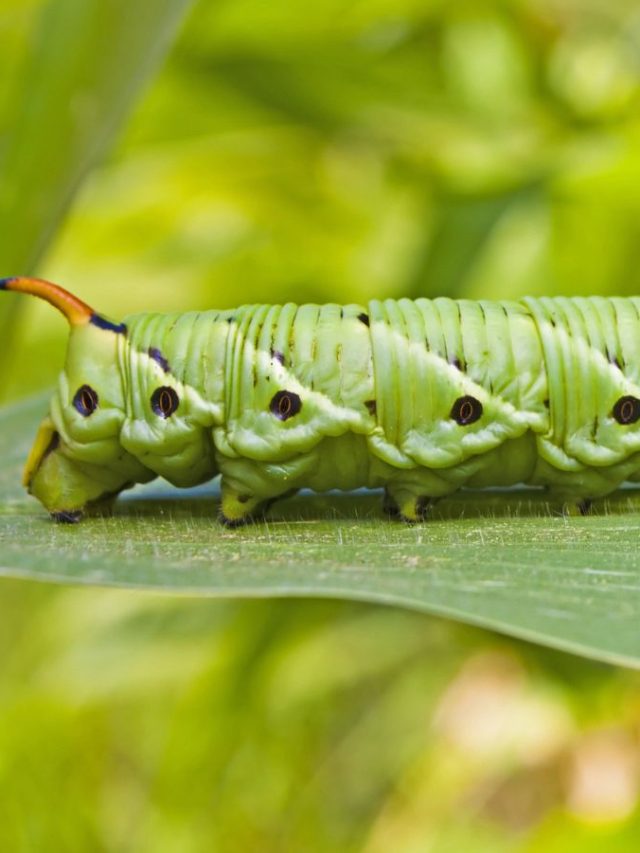 How To Get Rid Of Tomato Hornworms Homestead HowTo