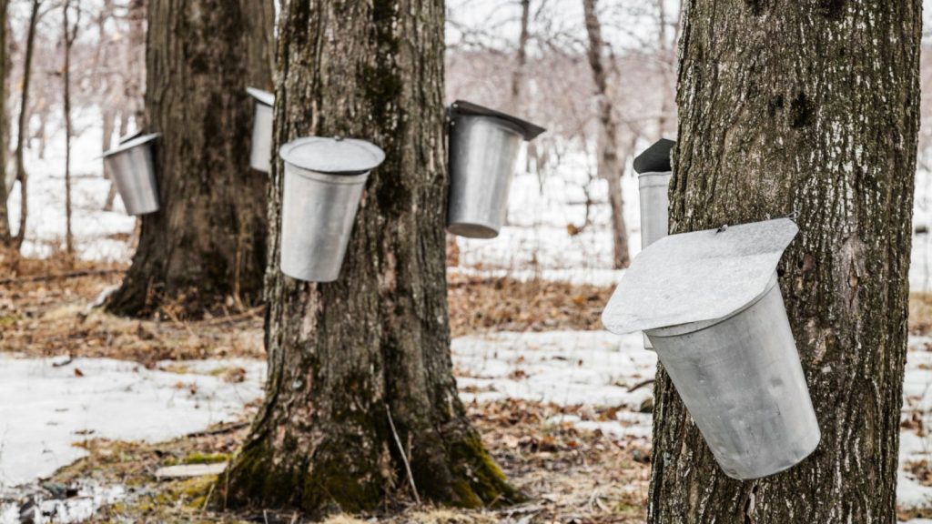 trees being tapped for maple syrup in buckets