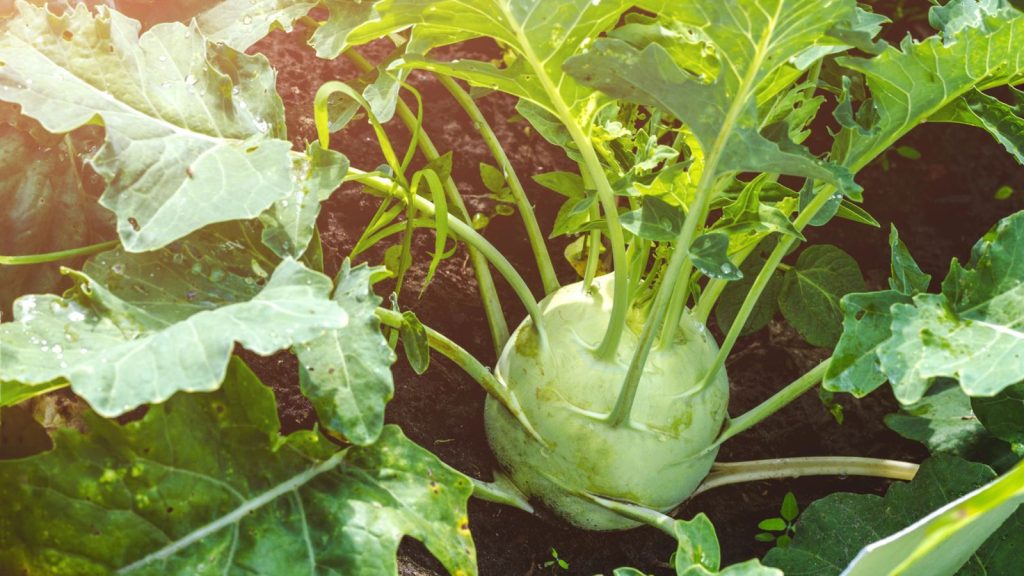 kohlrabi