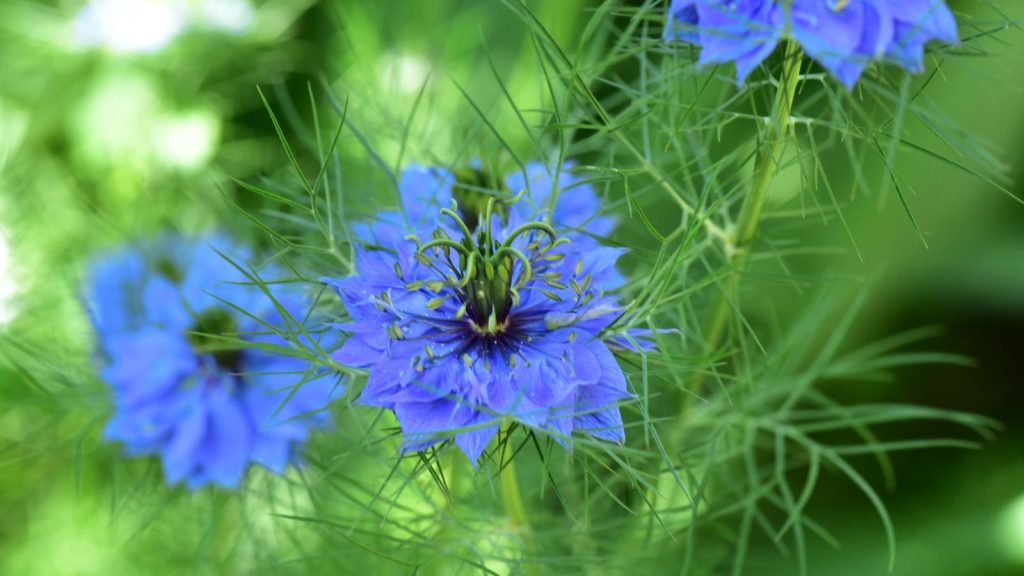 love in the mist