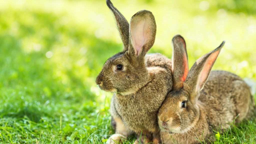 pair of rabbits