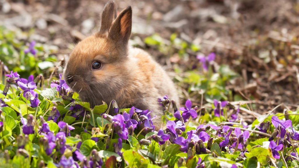 rabbit in a garden