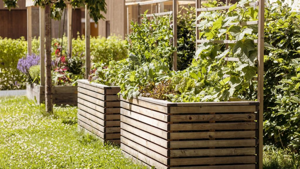 raised beds