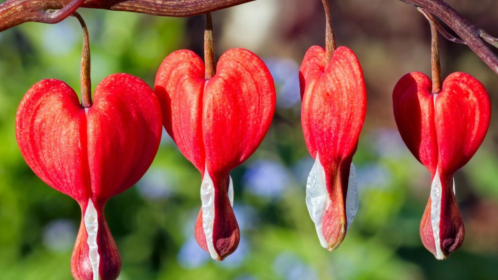 red bleeding heart