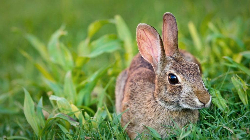 single rabbit in garden