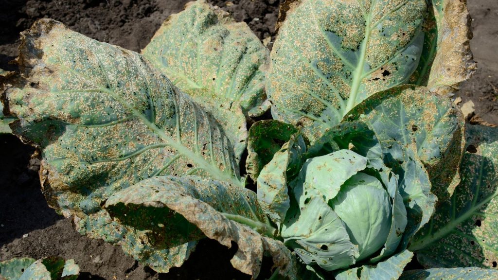 aphids on cabbage