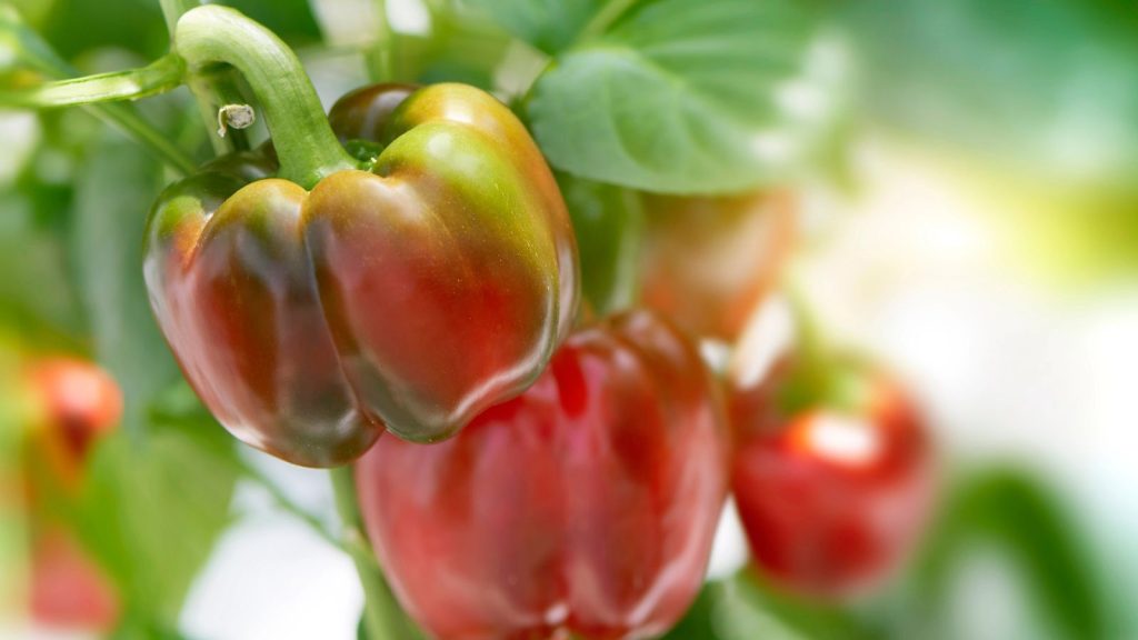 bell peppers red and green