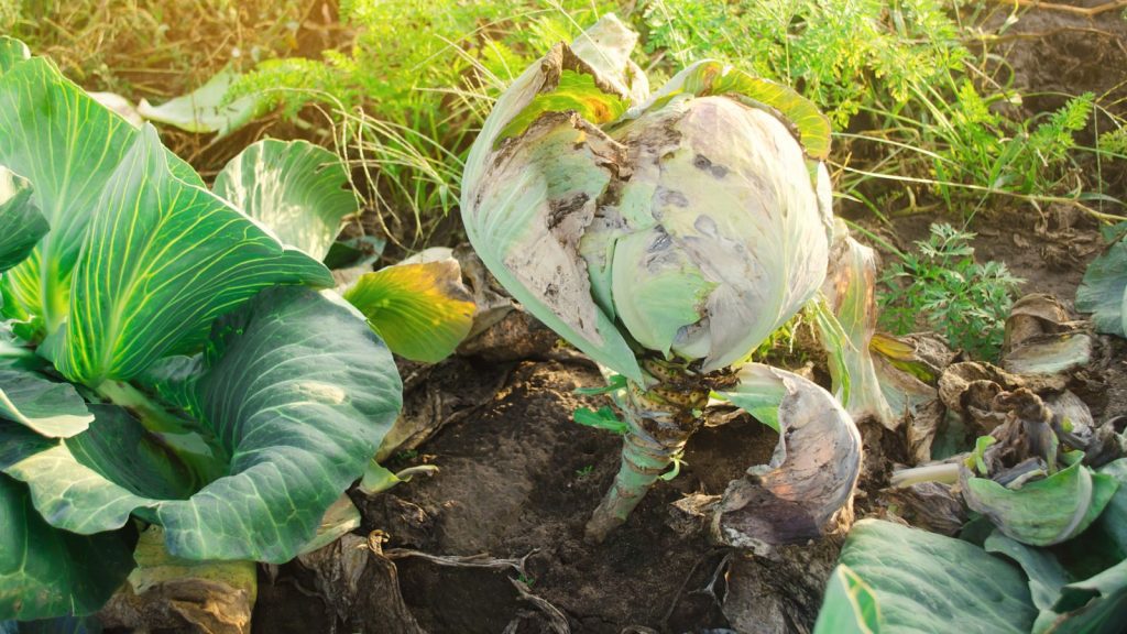 cabbage black rot
