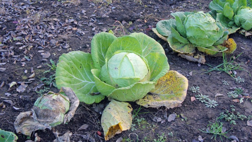 cabbage with yellow leaves