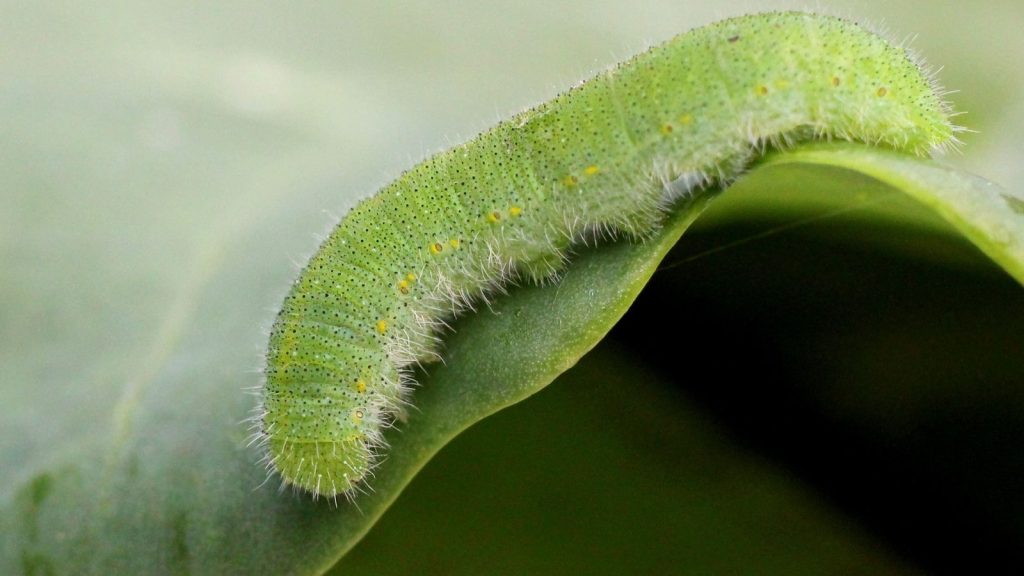 cabbage worms