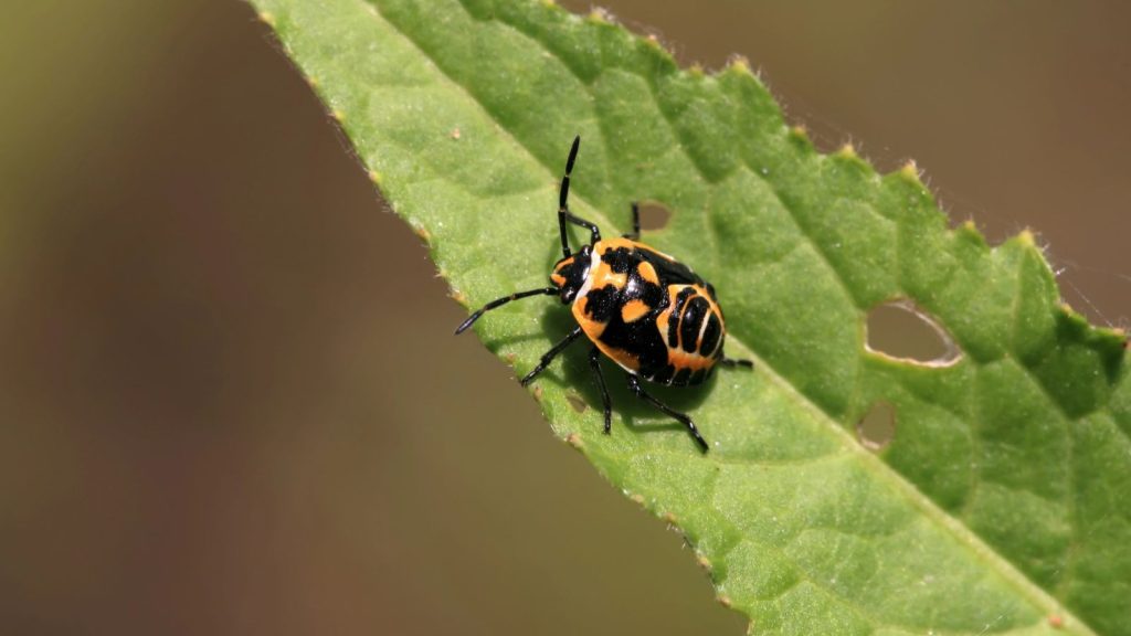 harlequin cabbage bug