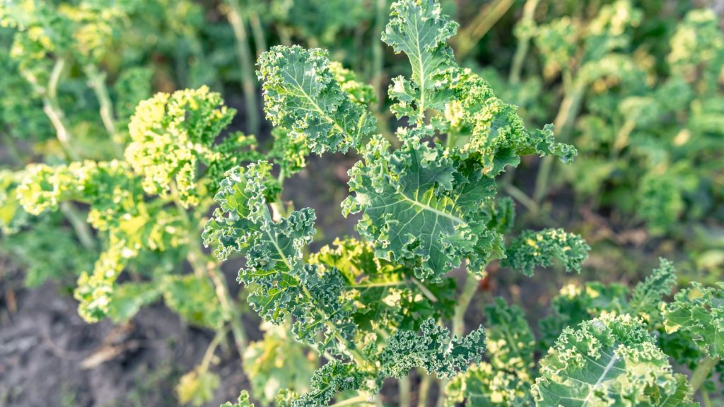kale with yellow leaves