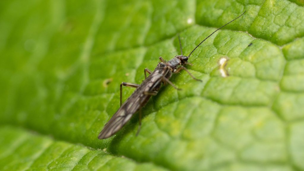 thrips