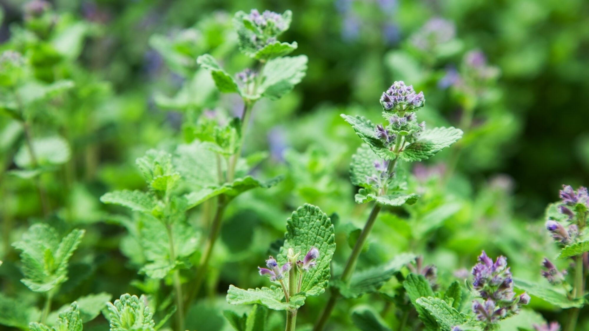 herb mint catnip. nature