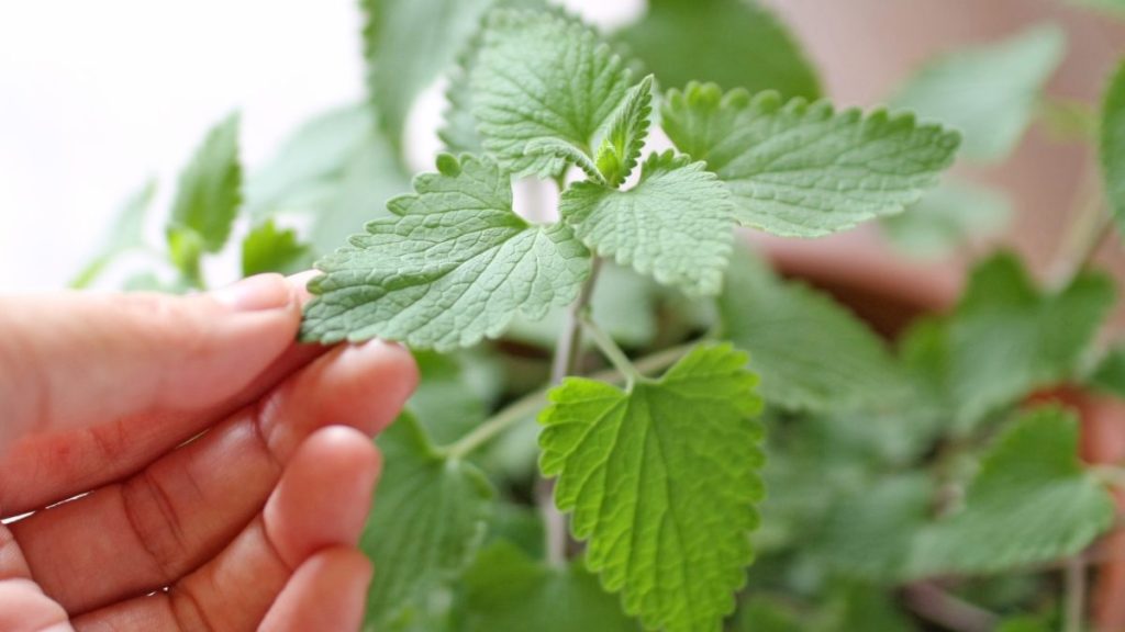 Woman rubbing a catnip leaf with her finger