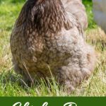 The Scoop on Chicken Poop What’s Normal and What’s Not Pin