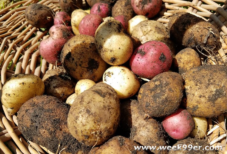 How To Set Up Your Own Potato Growing Bin Homesteading Hive