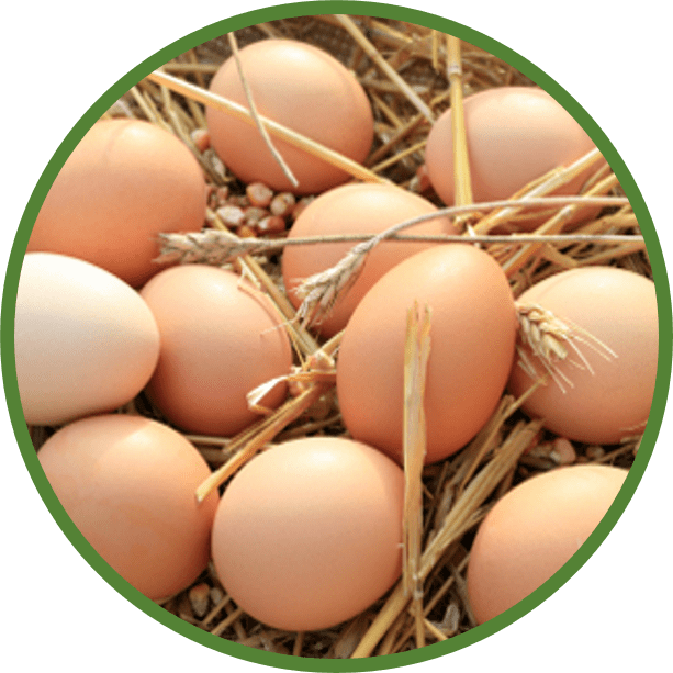 How To Raise Backyard Chickens 300 page Course w/ Videos for 69