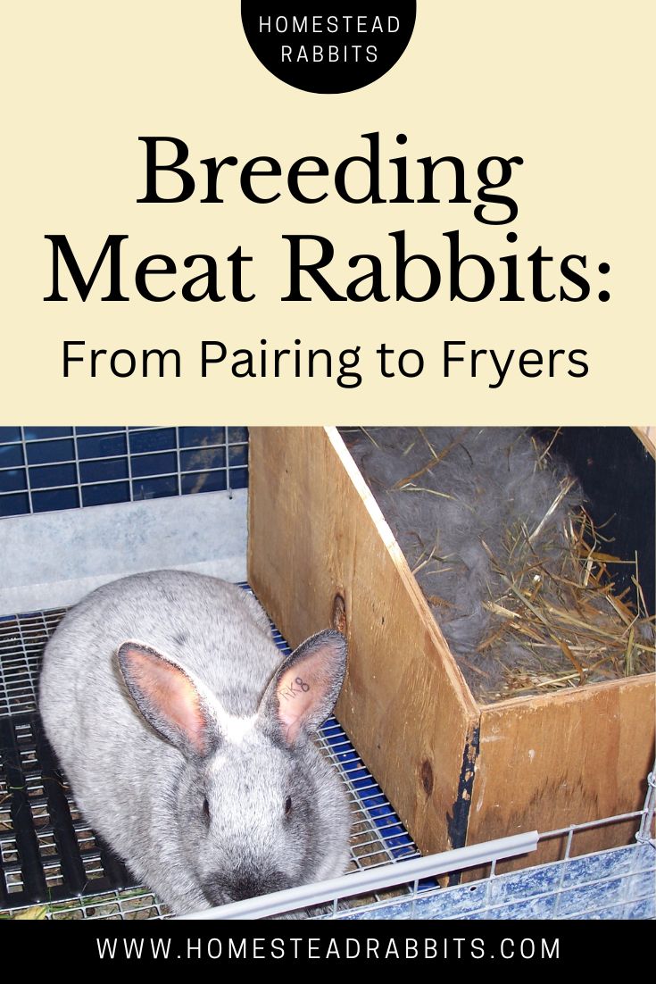 Breeding Meat Rabbits From Pairing to Fryers Homestead Rabbits