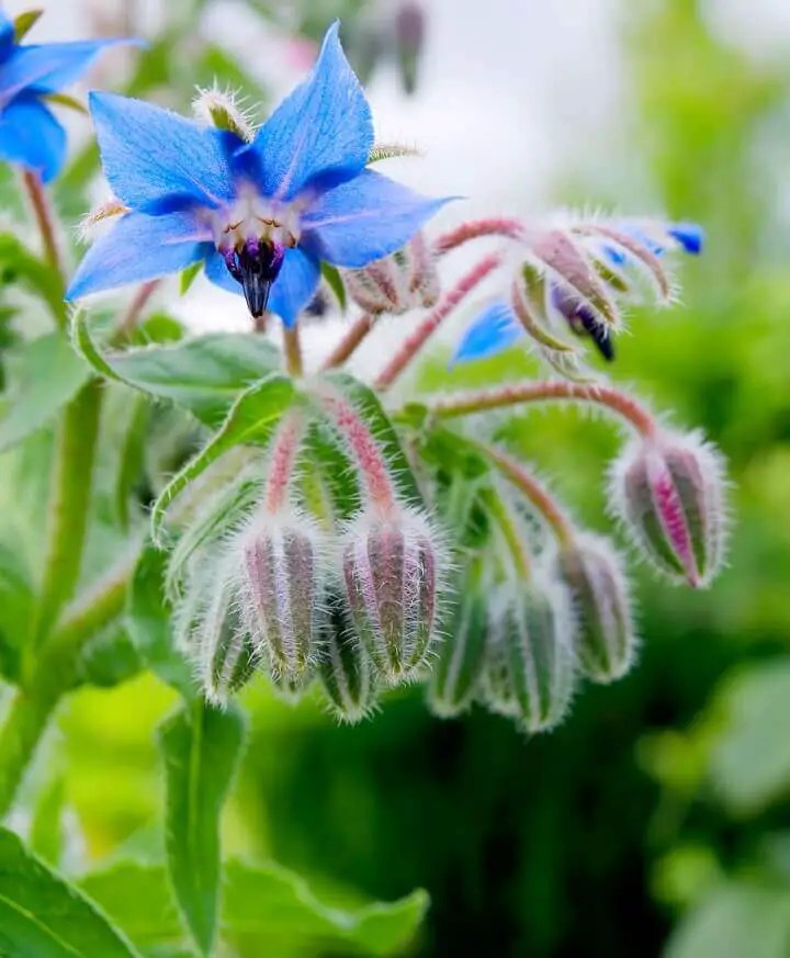 14 Brilliant Uses for Borage