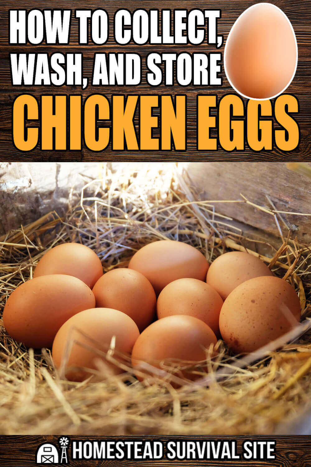 How To Collect, Wash, and Store Chicken Eggs