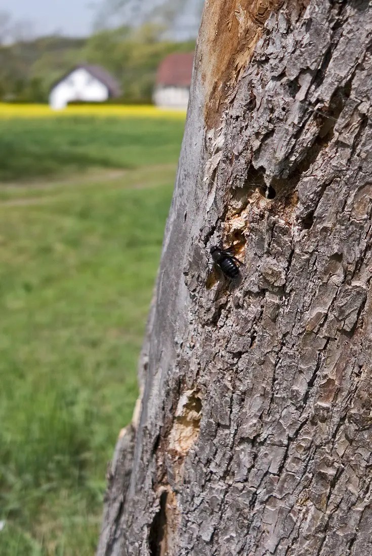 How to Deter Bees Naturally