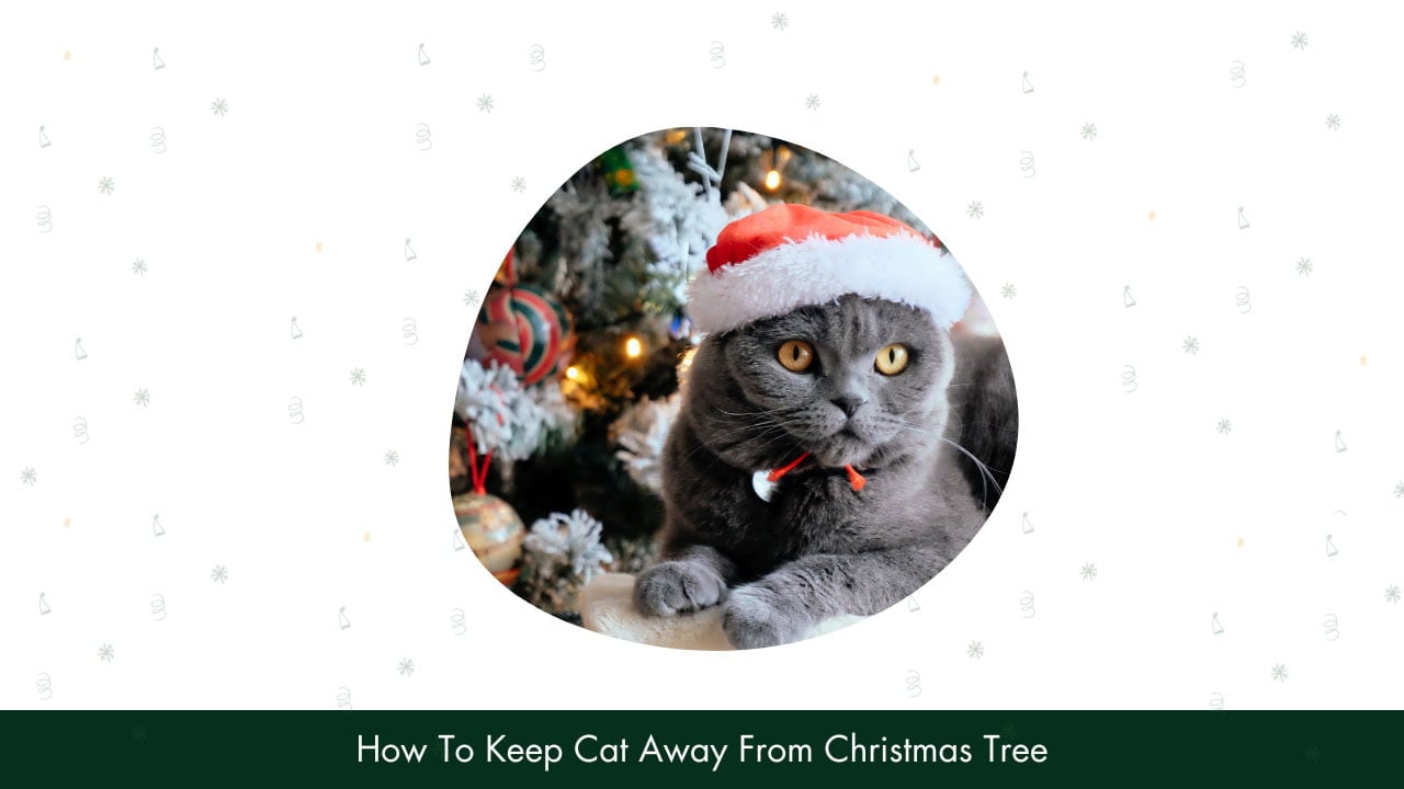 How To Keep Cat Away From Christmas Presents at Robert Cummings blog