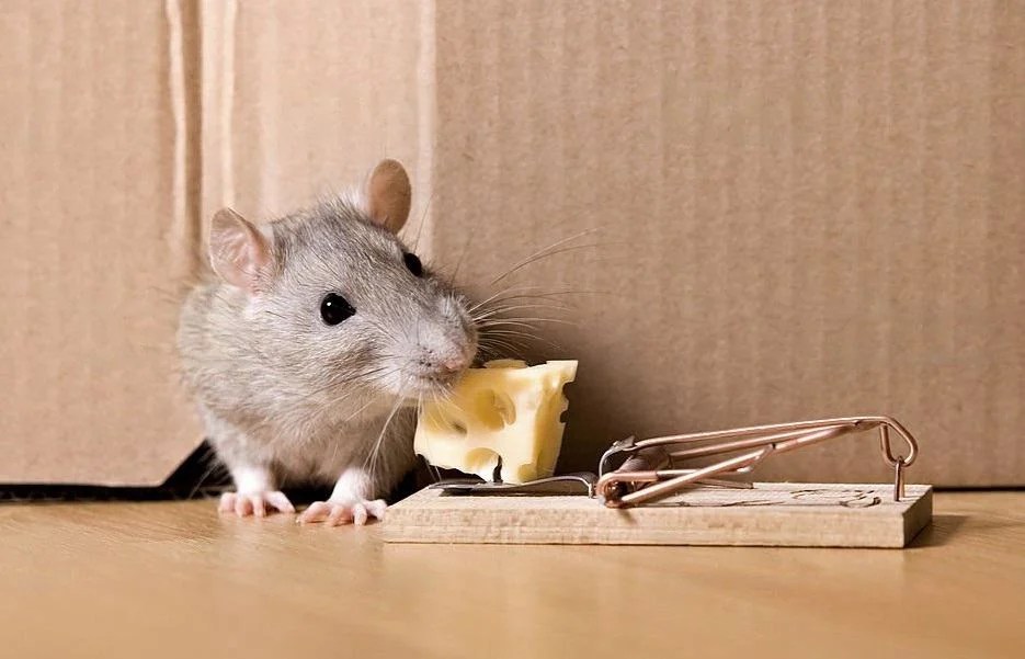 Unwanted Guests How To Get Rid Of Mice In Your Home Latest Home Styles