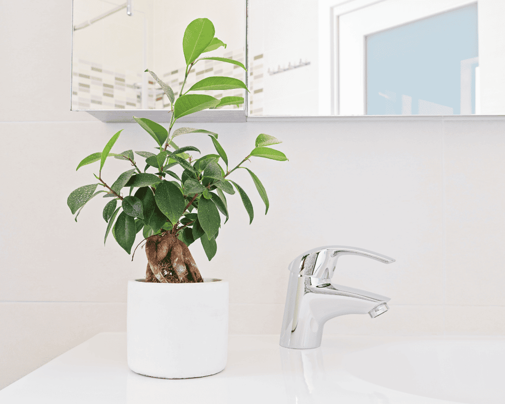 Bring Good Vibes with Feng Shui Bathroom Plants