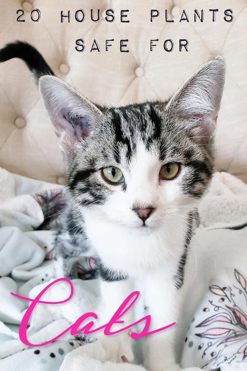 Are Prayer Plants Toxic To Cats And Dogs