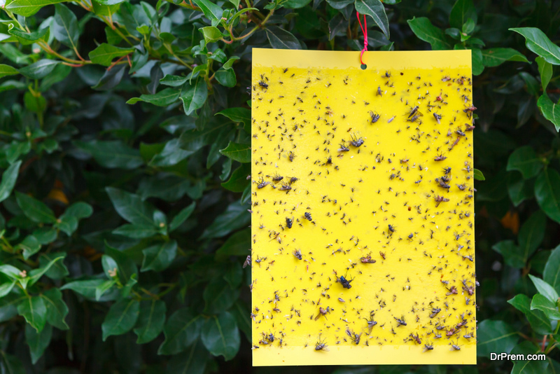 Top 10 Eco Friendly Pest Control Methods