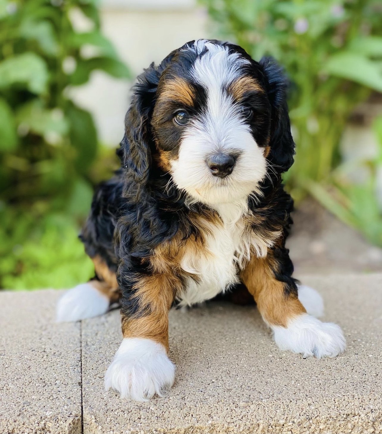 Bernedoodle for Sale Home Trained Bernedoodles