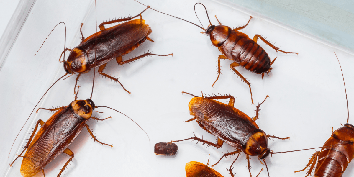 7 Easy Tips To Get Rid Of Cockroaches Cleaning Hacks