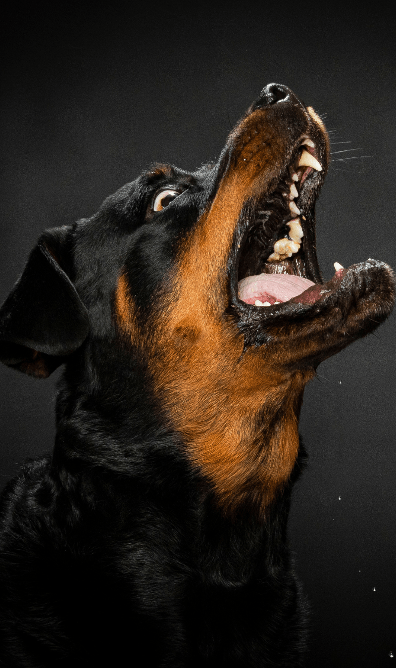 Most Dangerous Dog Breeds