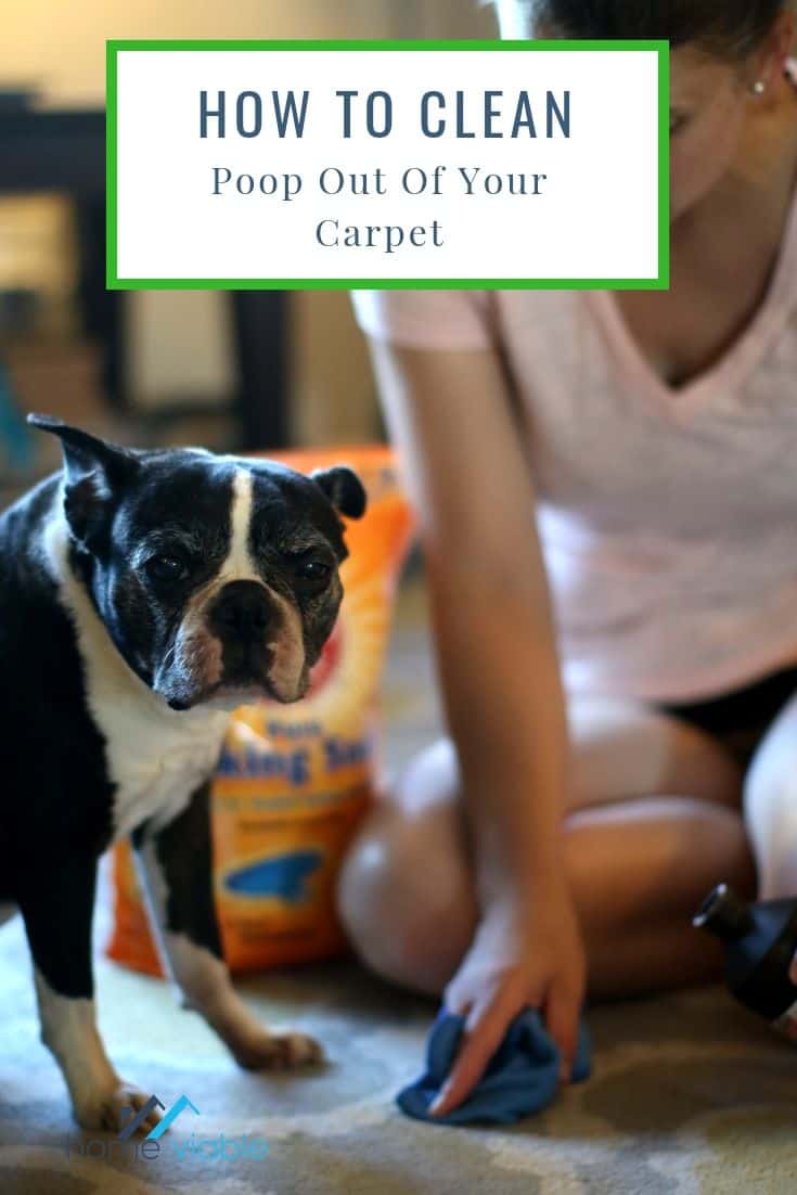 How to Clean Poop Out of Your Carpet With No Stains HomeViable