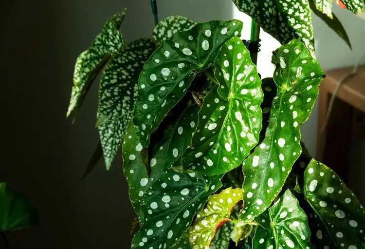 How To Care For Polka Dot Plant (5 Tips) Home Way Out