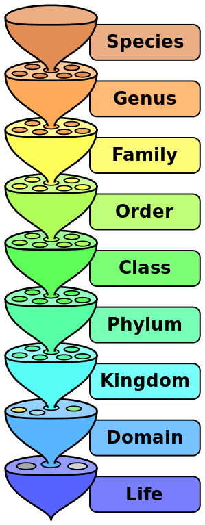 What is a classification chart in biology?