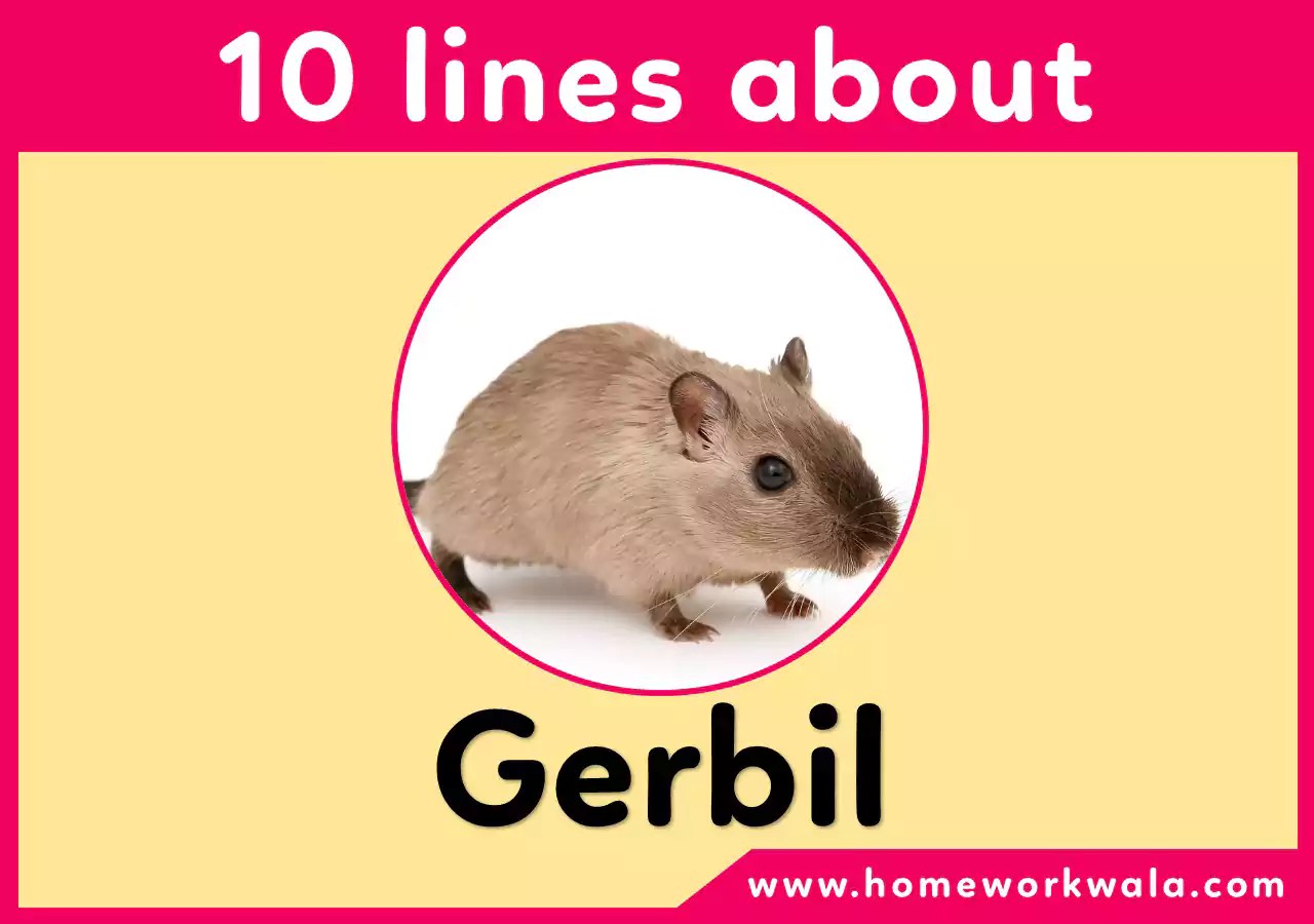 10 lines on Gerbil in English Best for school students