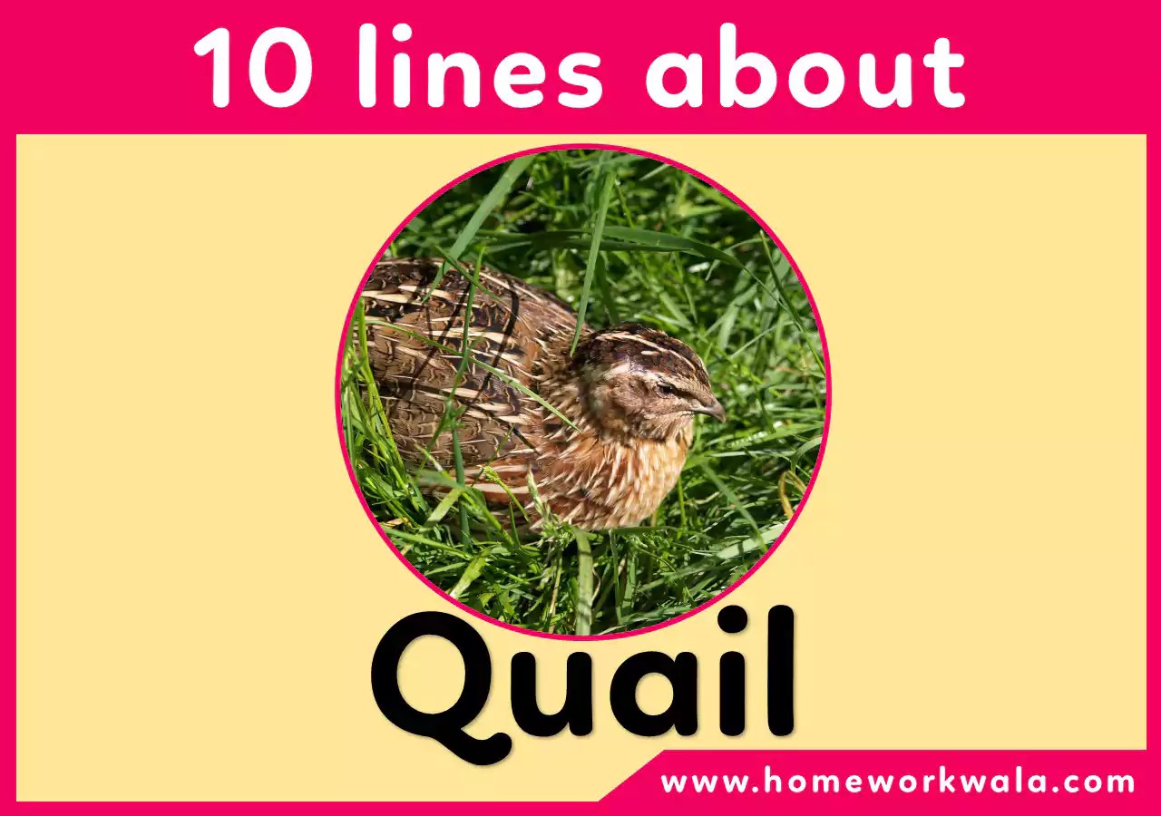 10 lines on Quail for class 2,3,4,5 Best for students