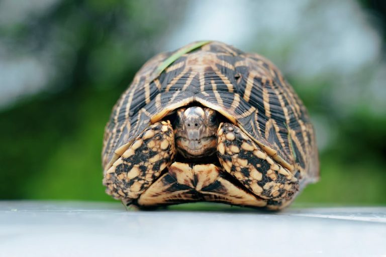 A Guide To Identifying And Treating Shell Rot In Tortoises Homey Gears