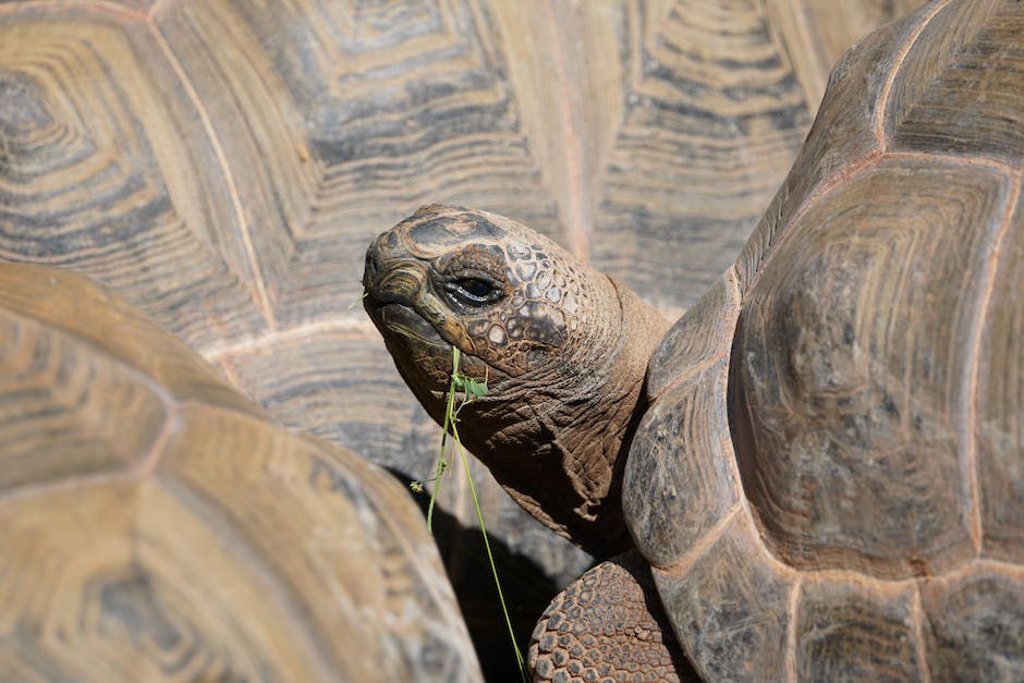 A Guide To Identifying And Treating Shell Rot In Tortoises Homey Gears