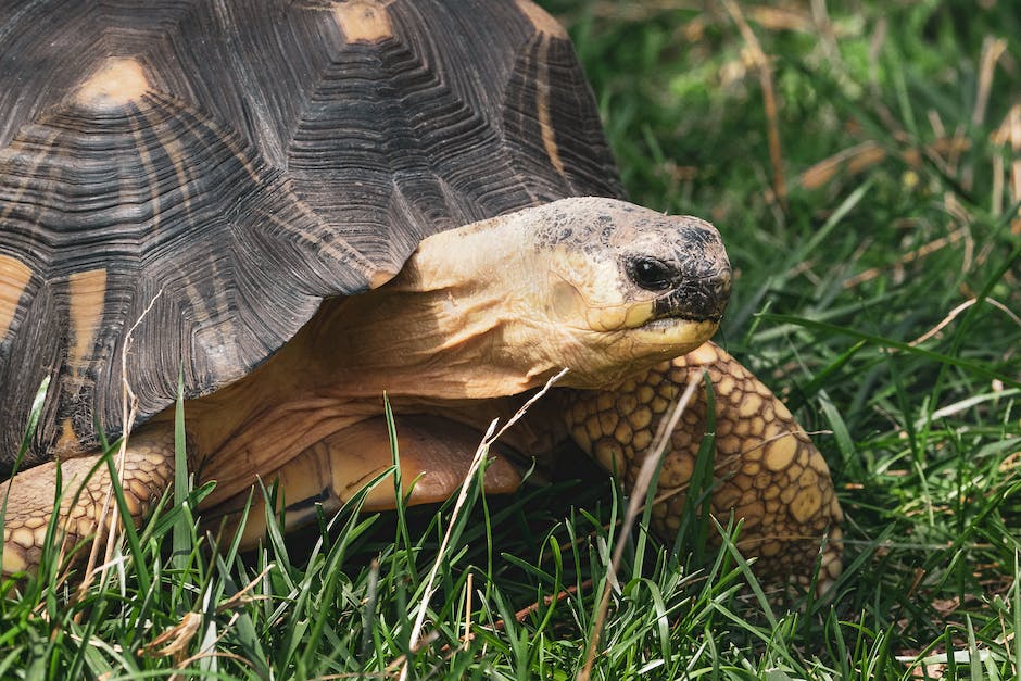 A Guide To Identifying And Treating Shell Rot In Tortoises Homey Gears